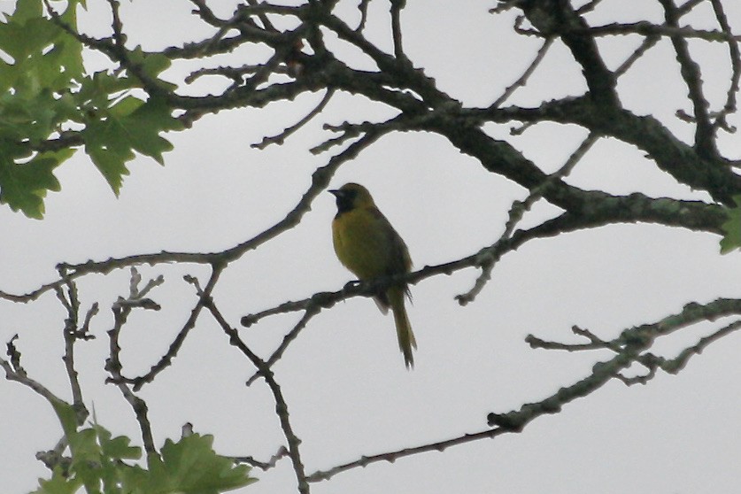 Orchard Oriole - ML619720633