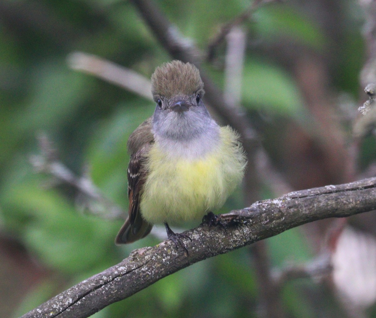 Great Crested Flycatcher - ML619720703