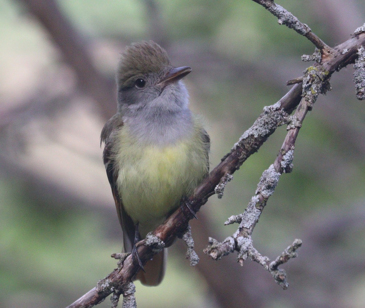 Great Crested Flycatcher - ML619720704