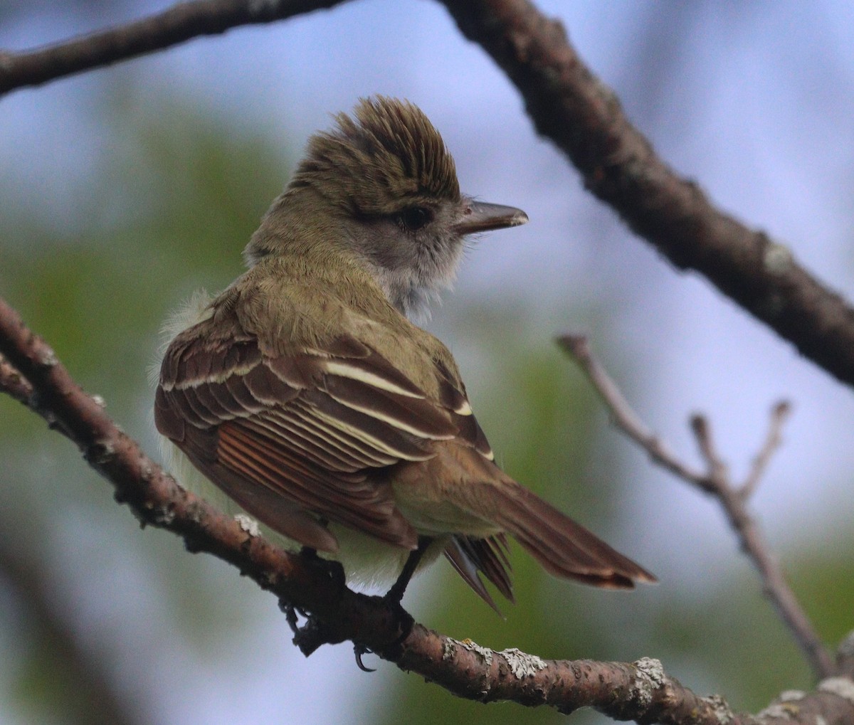 Great Crested Flycatcher - ML619720706