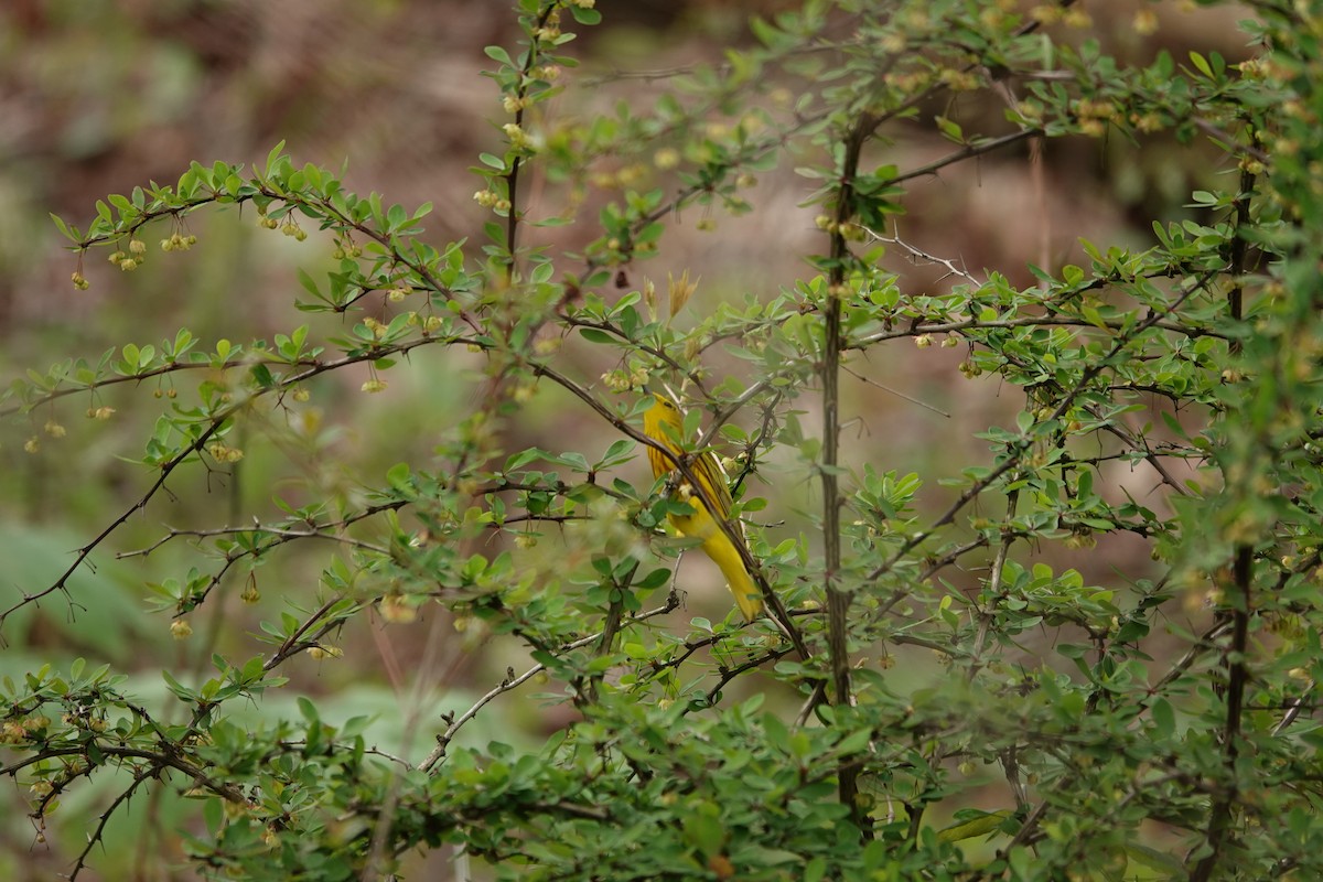 Yellow Warbler - ML619720793