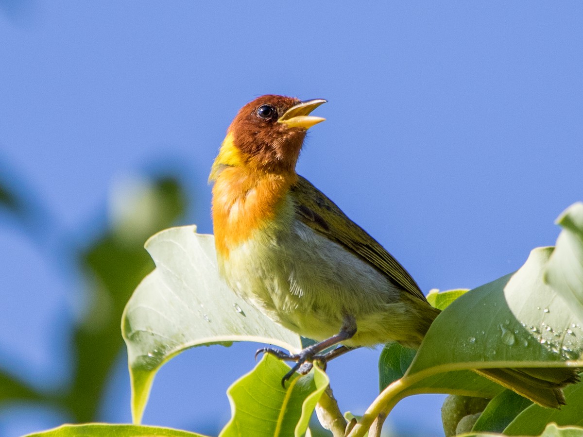 Rufous-headed Tanager - ML619720833