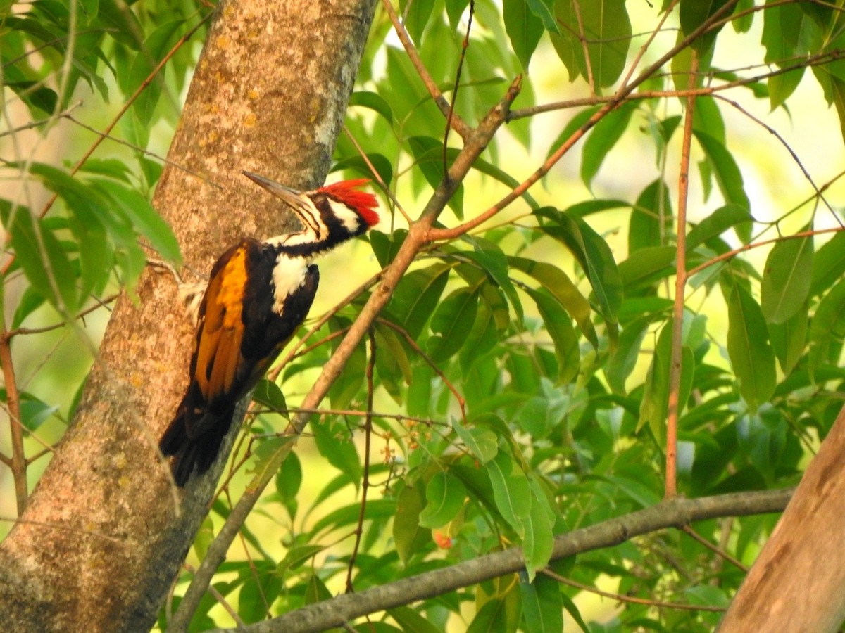 White-naped Woodpecker - ML619720837