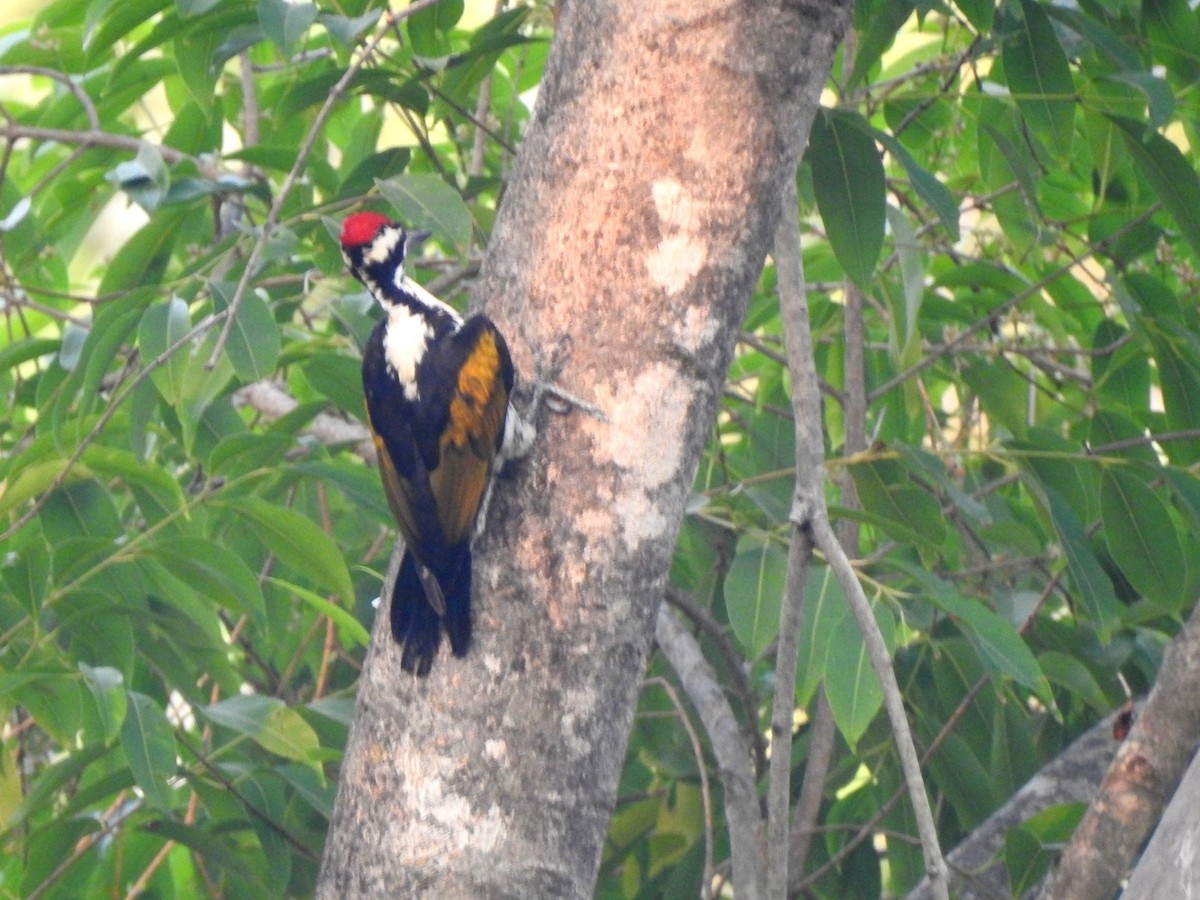 White-naped Woodpecker - ML619720838