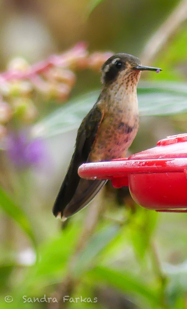 Speckled Hummingbird - ML619720843