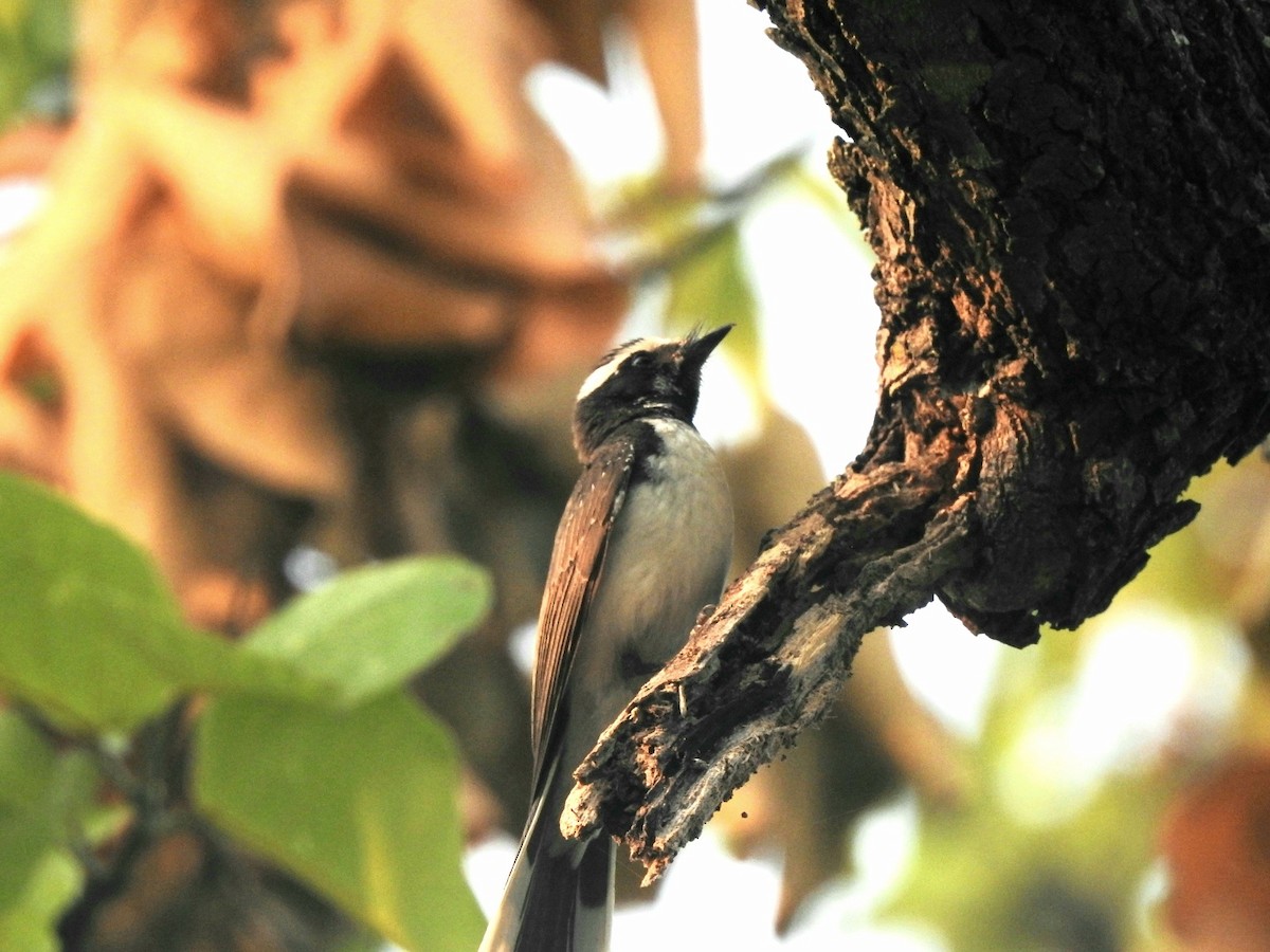 White-browed Fantail - ML619720849