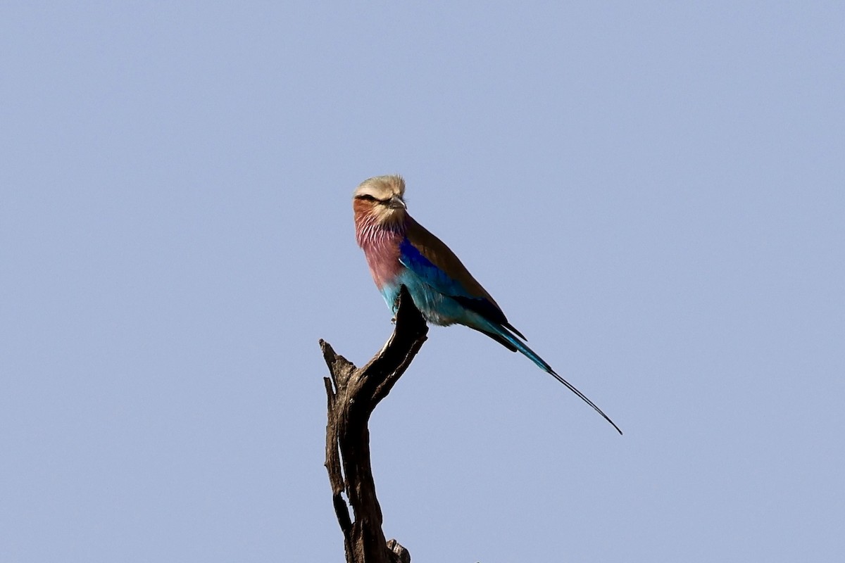 Lilac-breasted Roller - ML619720899