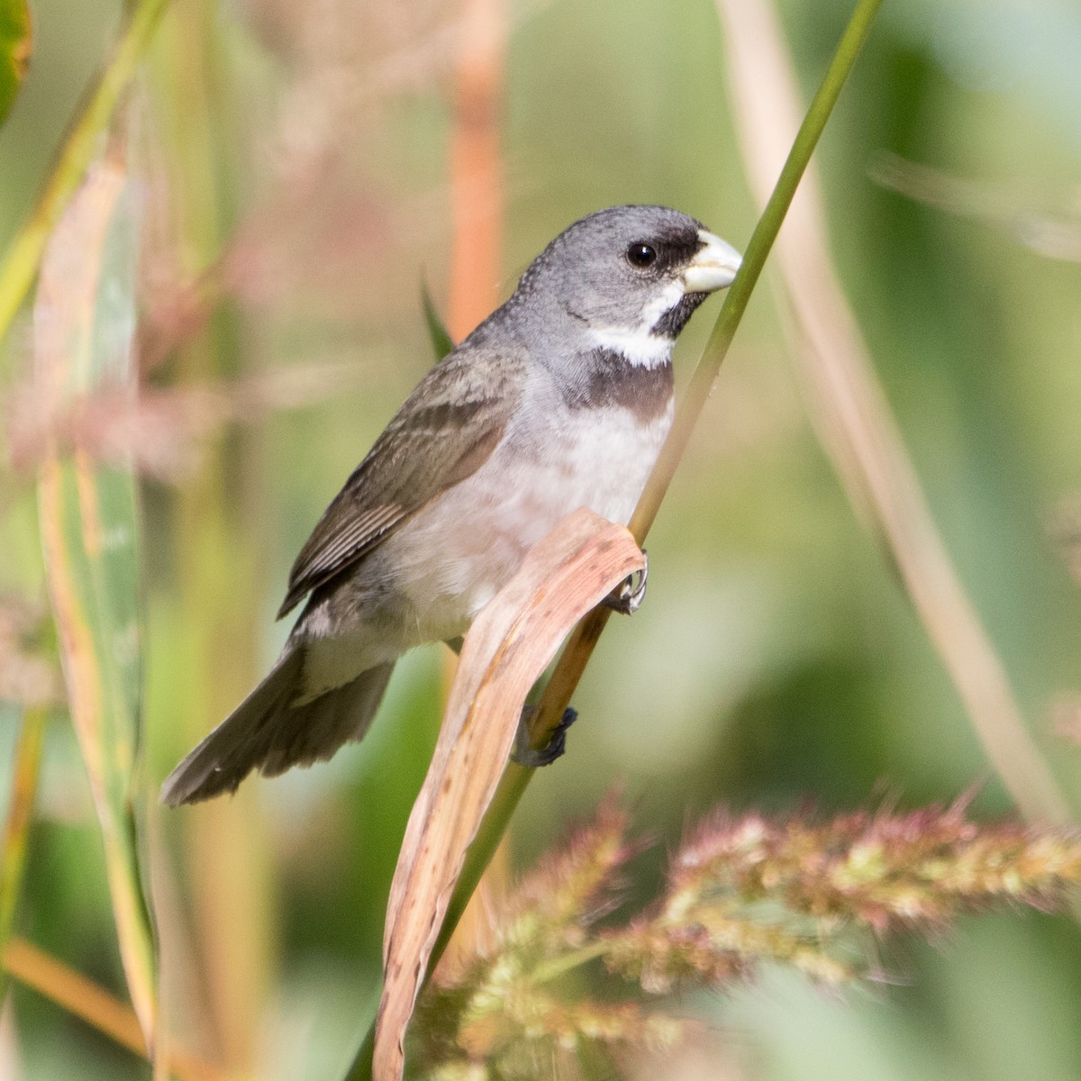 Double-collared Seedeater - ML619720907