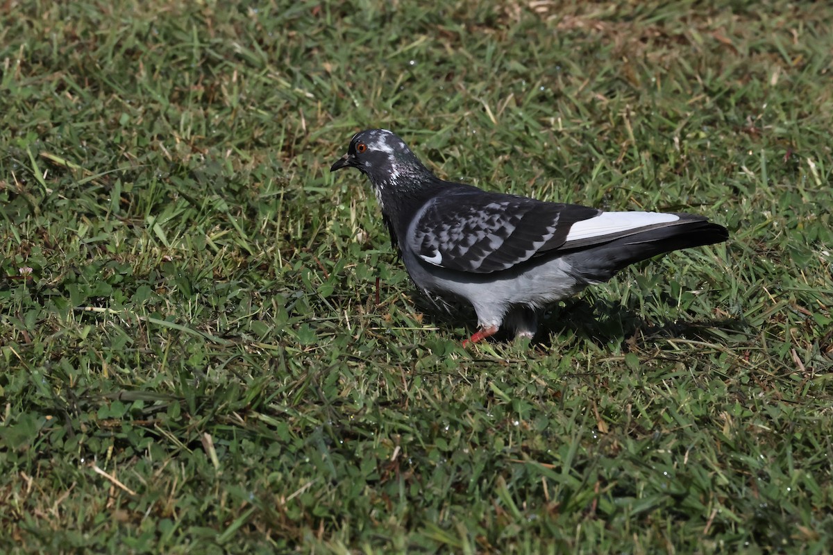 Pigeon biset - ML619720914