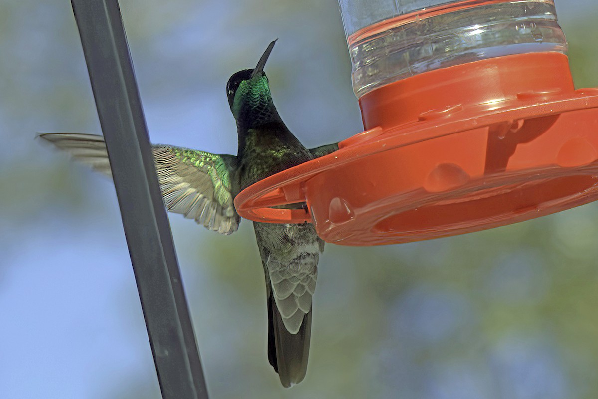 kolibřík skvostný - ML619720956