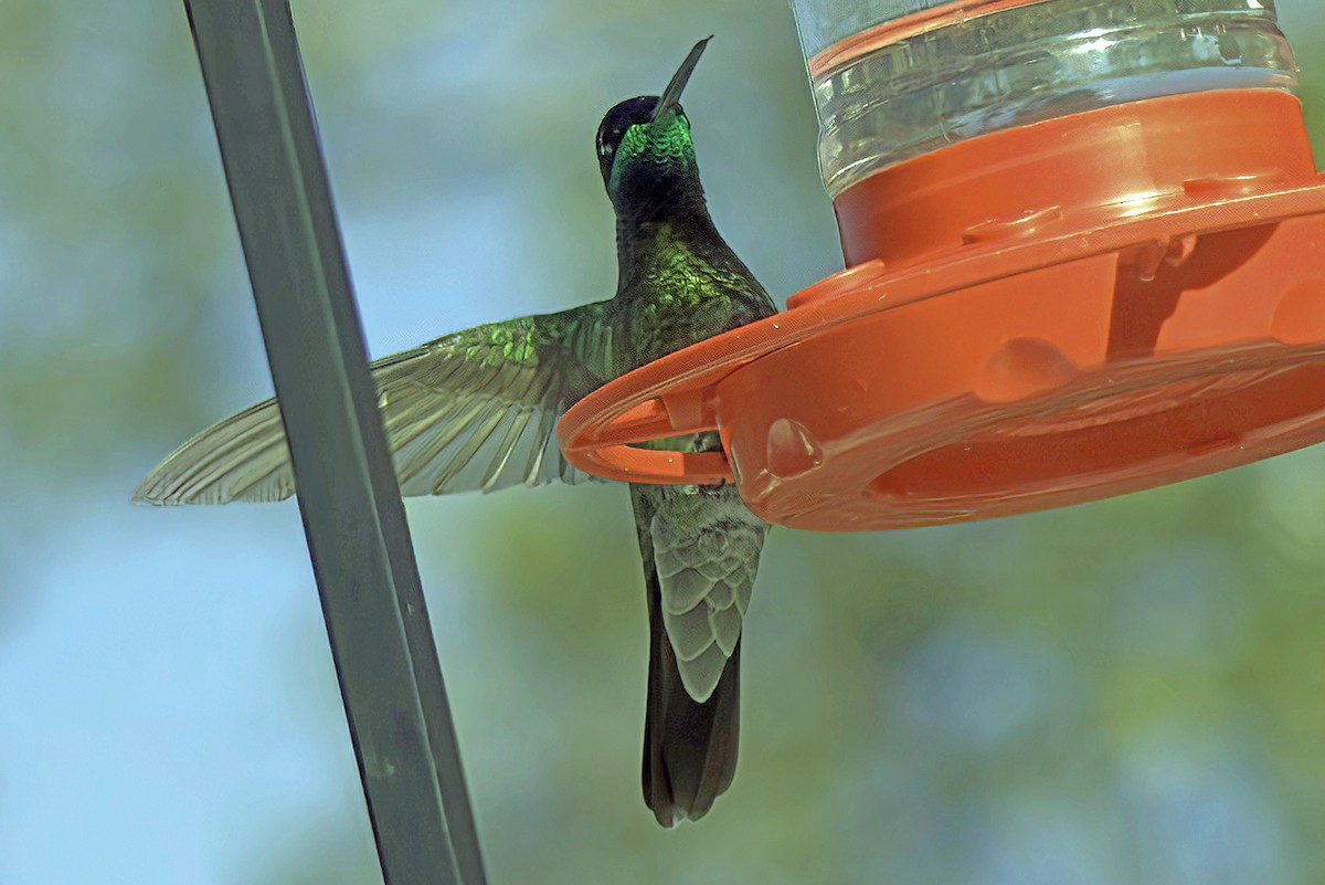 kolibřík skvostný - ML619720957