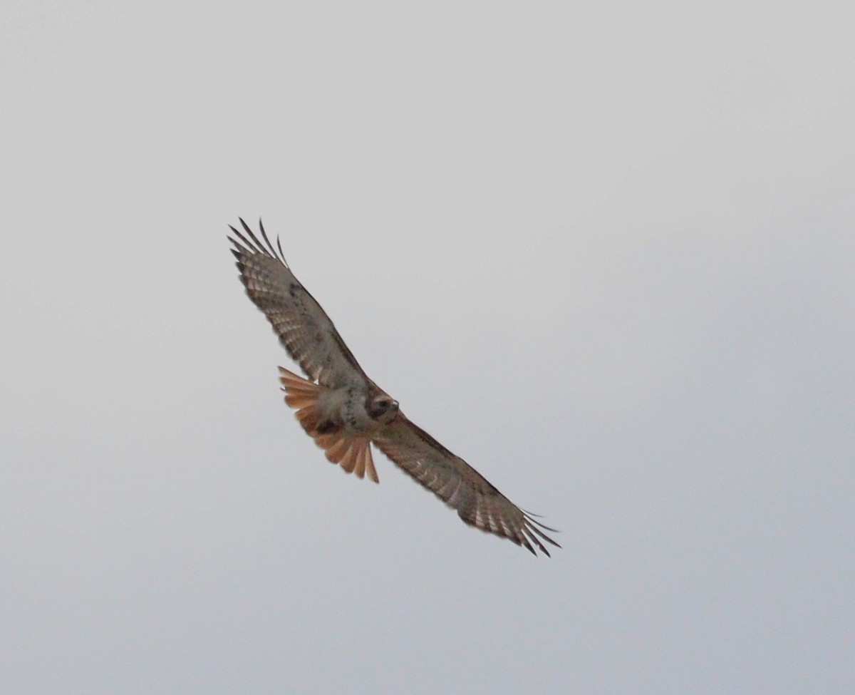 Red-tailed Hawk - ML619720963