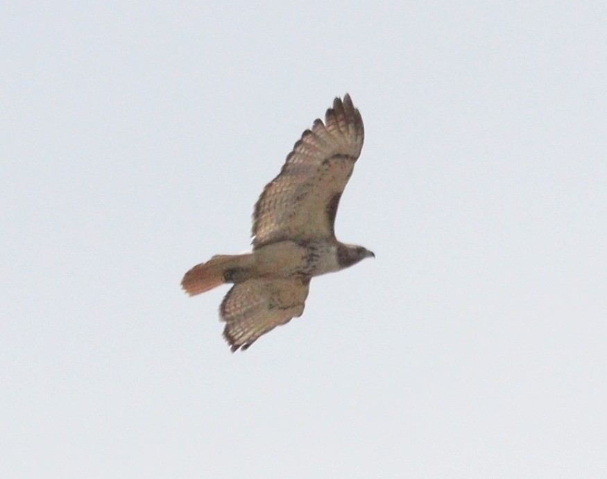 Red-tailed Hawk - ML619720970