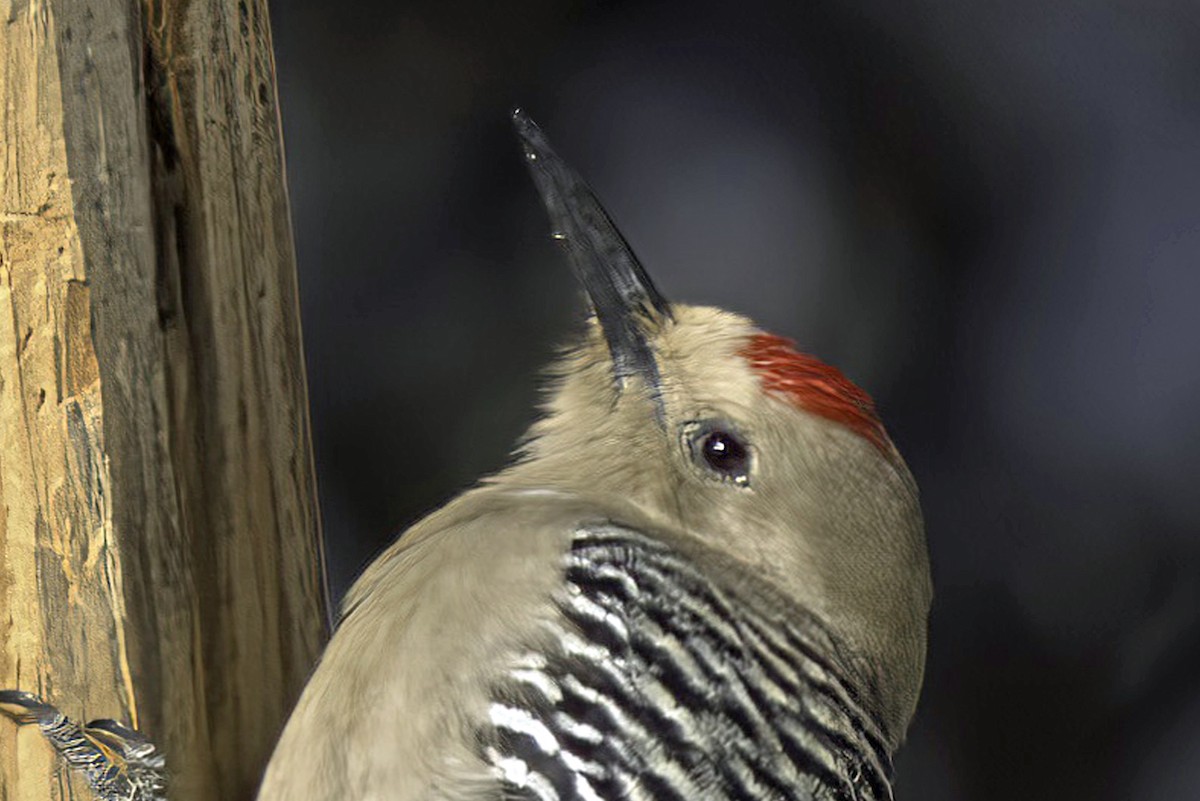 Gila Woodpecker - ML619721000
