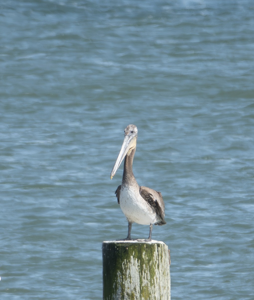 pelikán hnědý - ML619721031