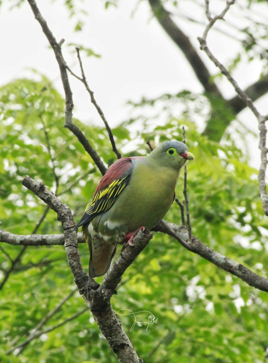 Thick-billed Green-Pigeon - ML619721043