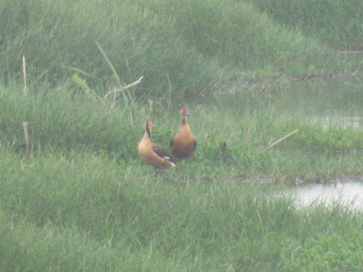 Fulvous Whistling-Duck - ML619721056