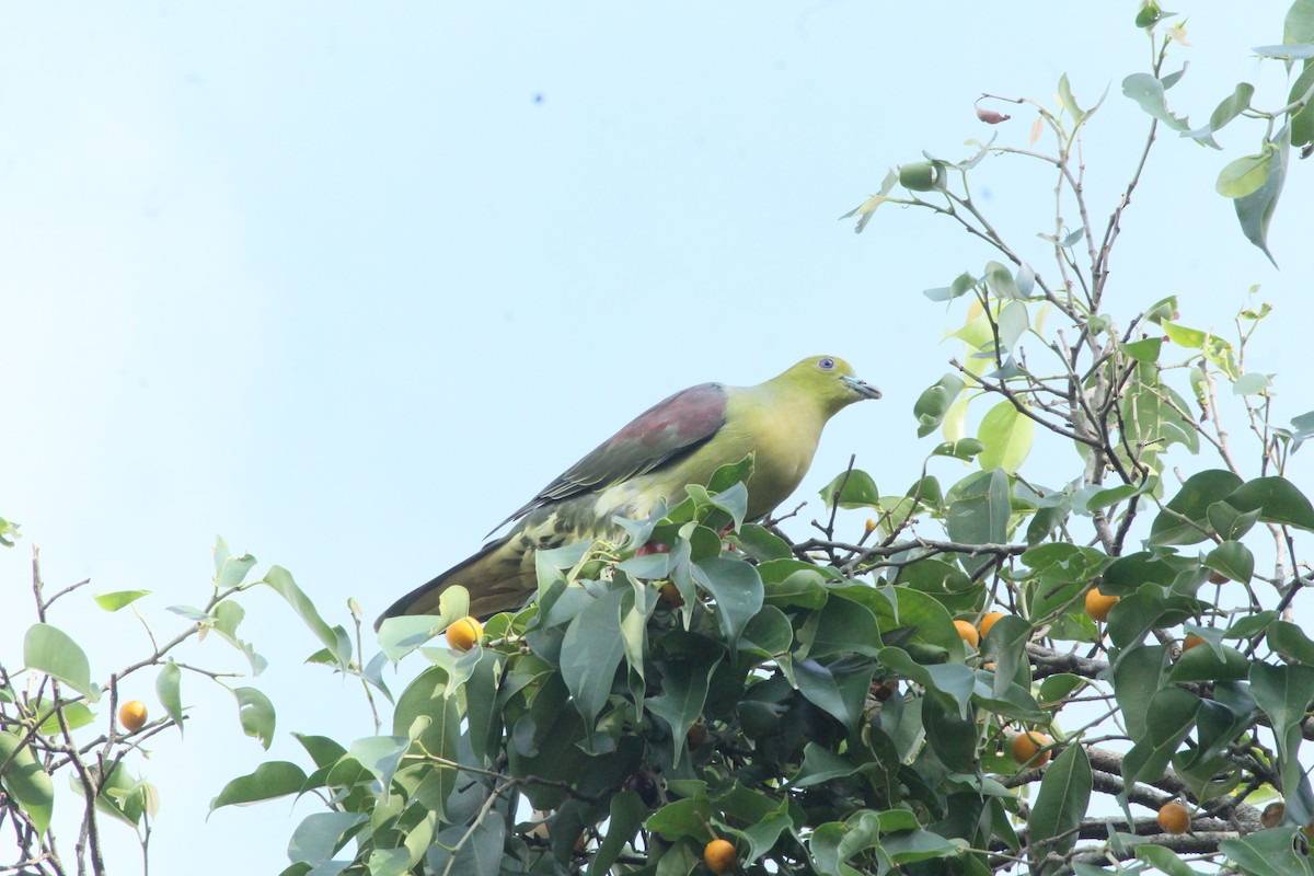 Wedge-tailed Green-Pigeon - ML619721060