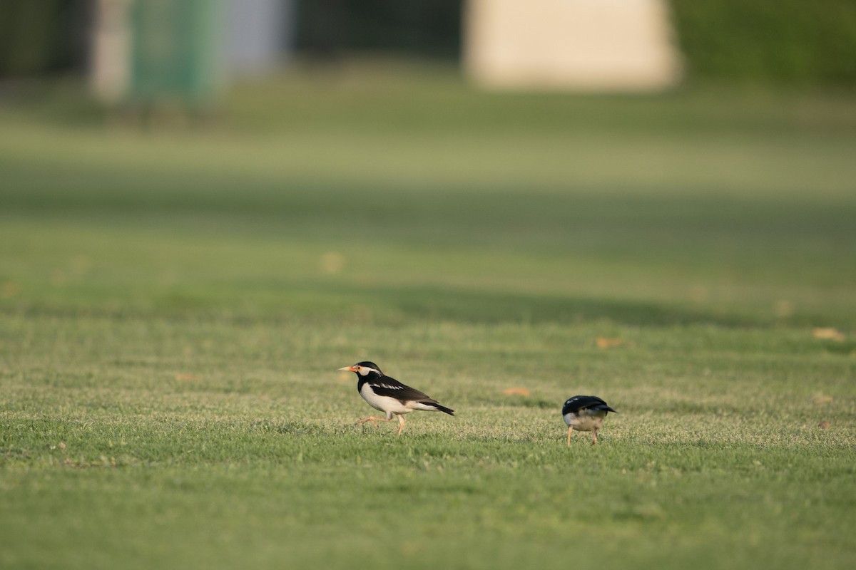 Indian Pied Starling - ML619721137