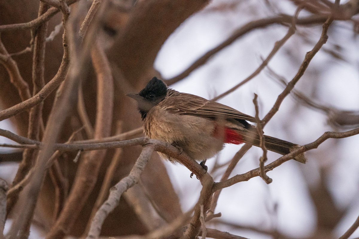 Red-vented Bulbul - ML619721143