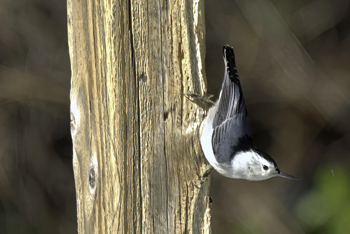 White-breasted Nuthatch - ML619721158
