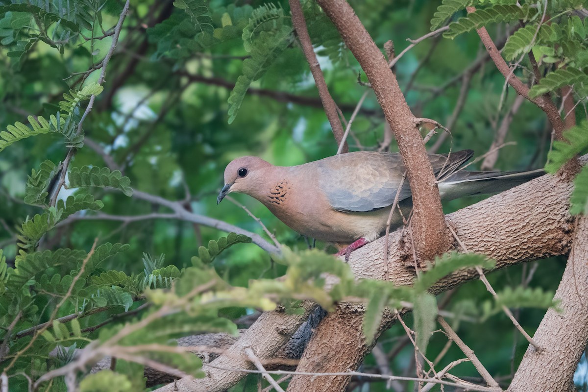 Laughing Dove - ML619721187