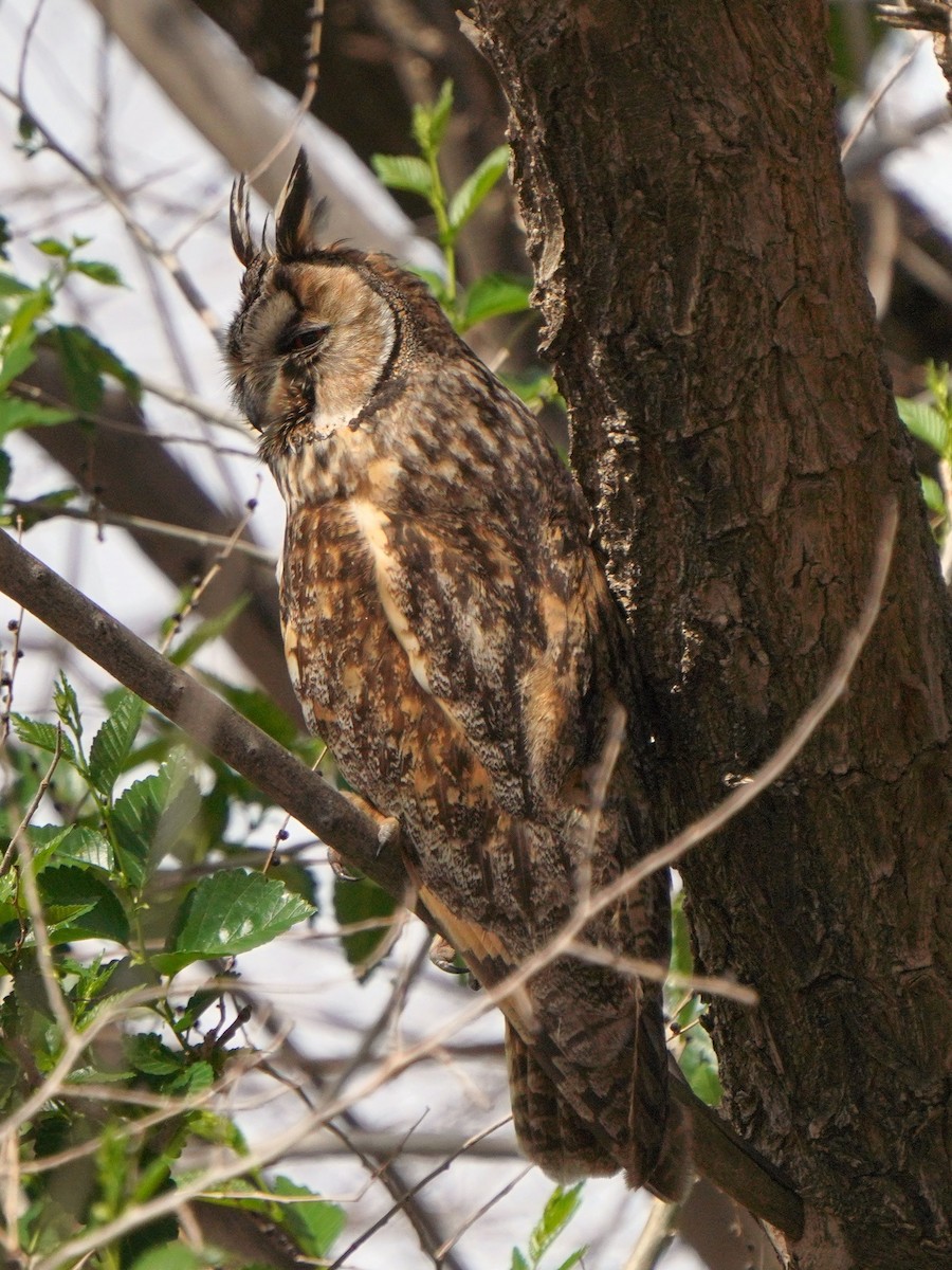 Long-eared Owl - ML619721219