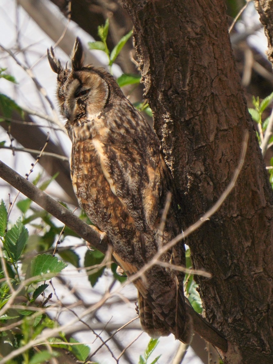Long-eared Owl - ML619721220