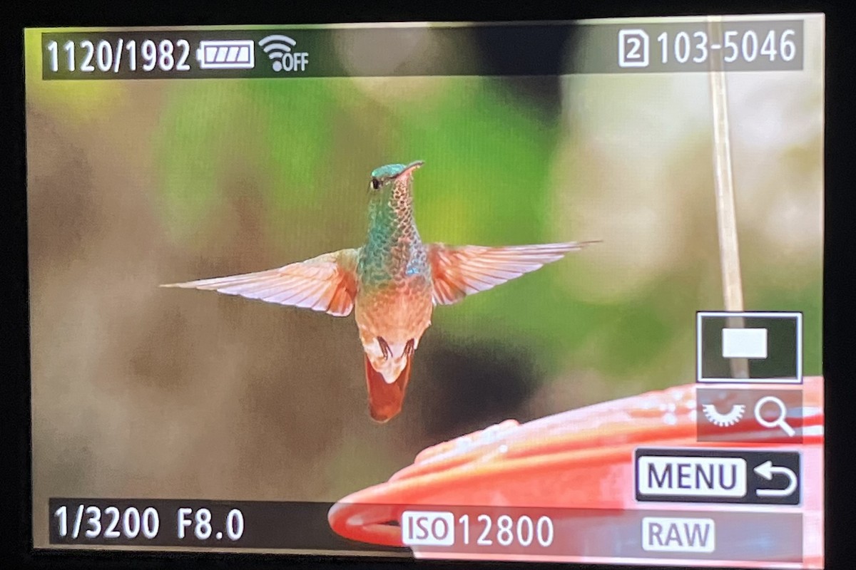 kolibřík mexický - ML619721246