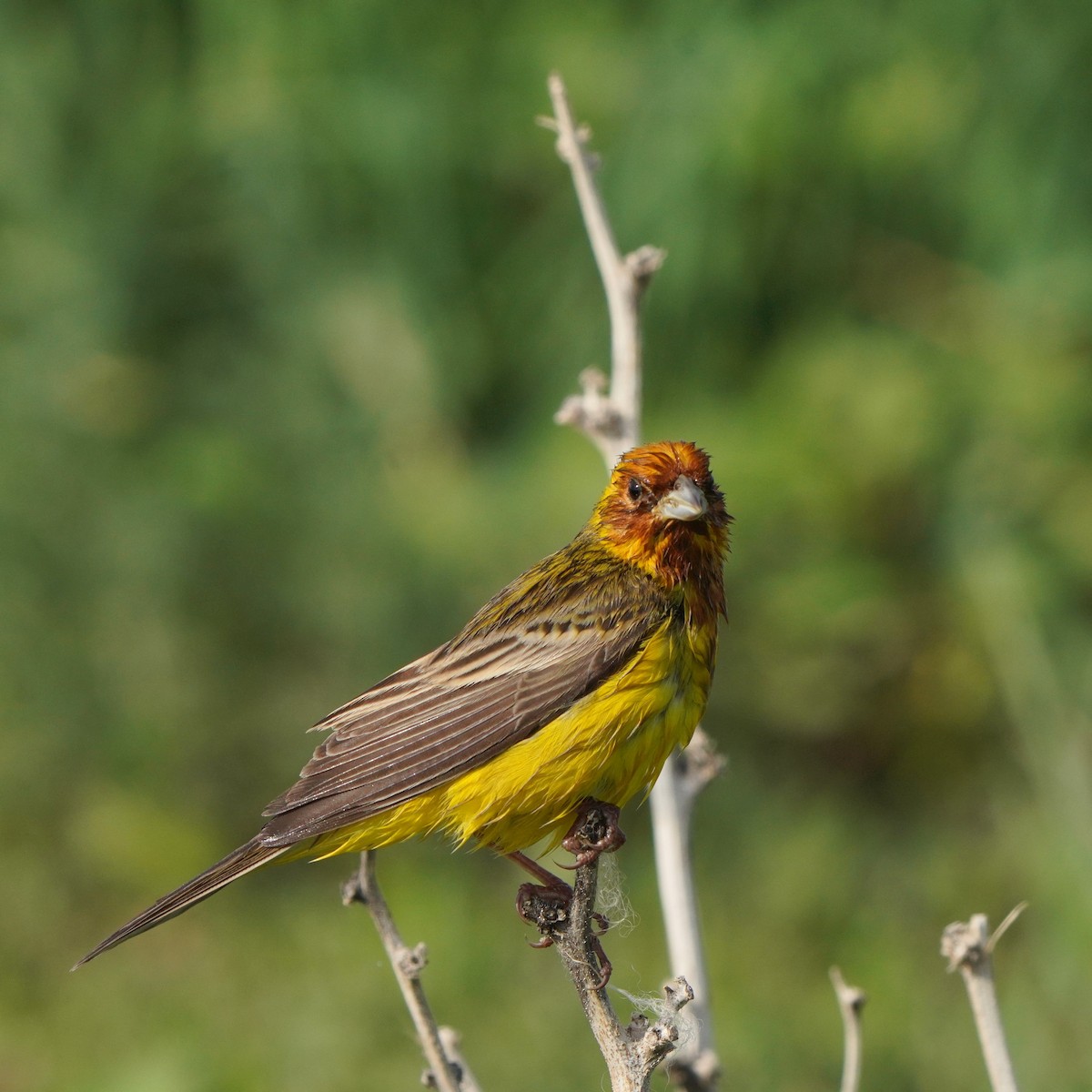 Red-headed Bunting - ML619721247