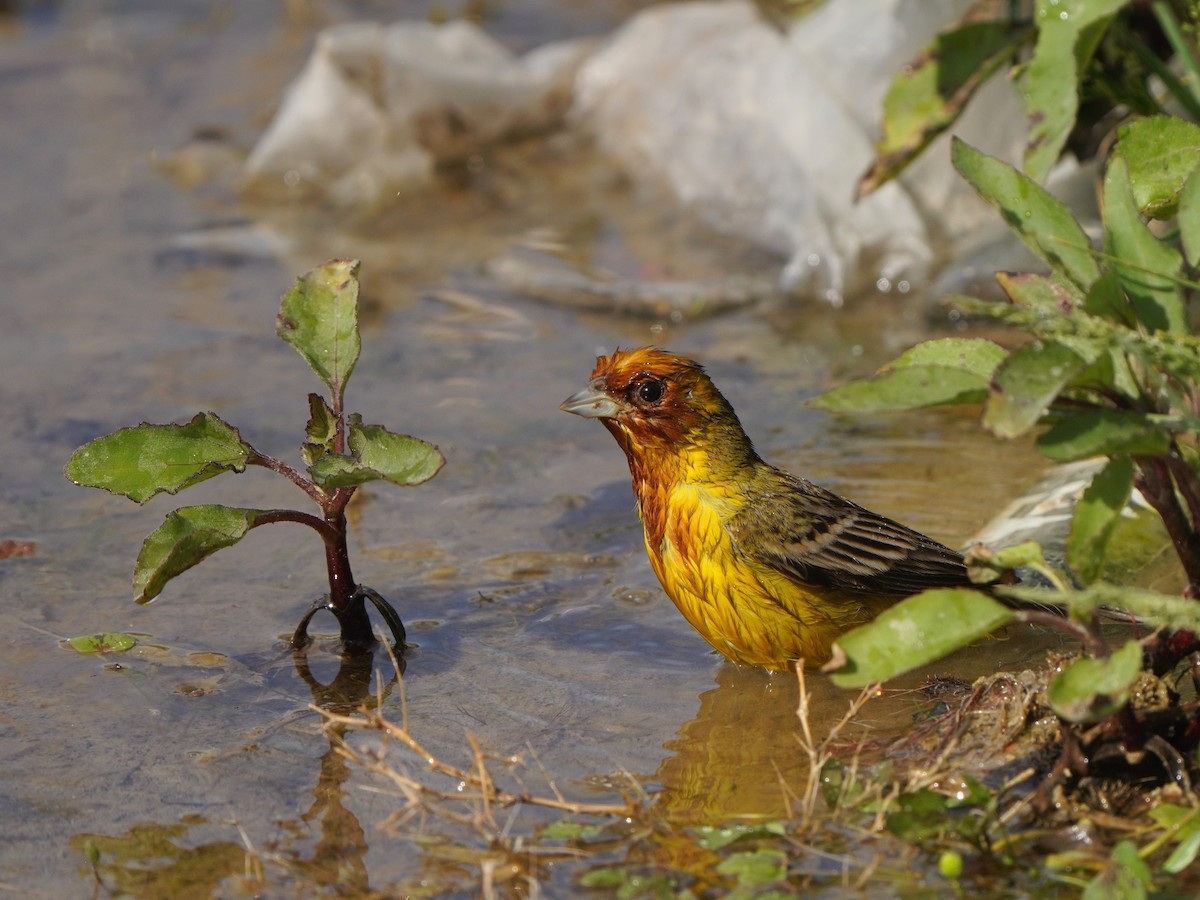 Red-headed Bunting - ML619721248