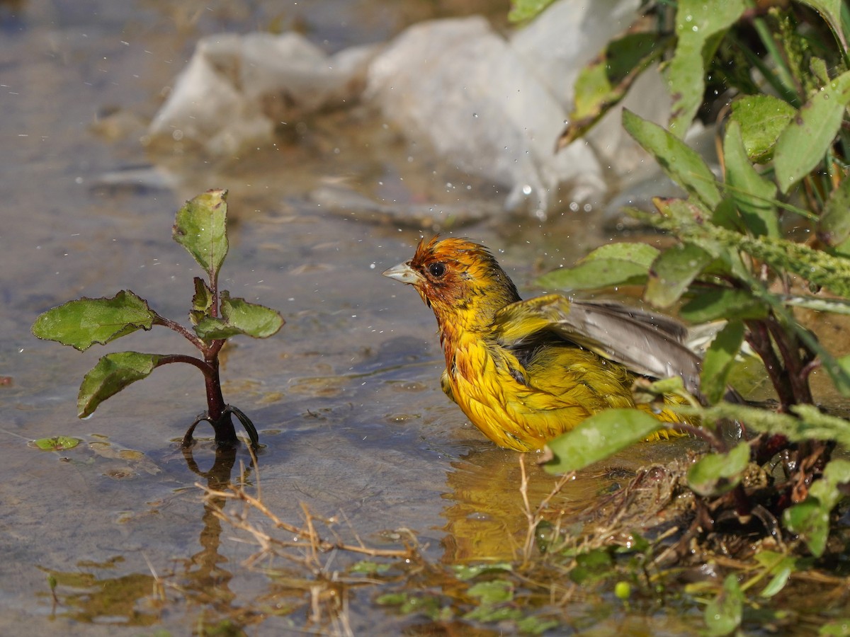 Red-headed Bunting - ML619721249