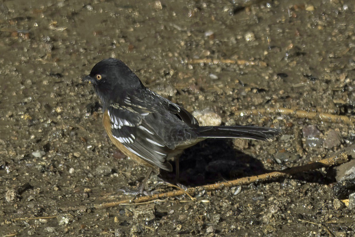 Spotted Towhee - ML619721302