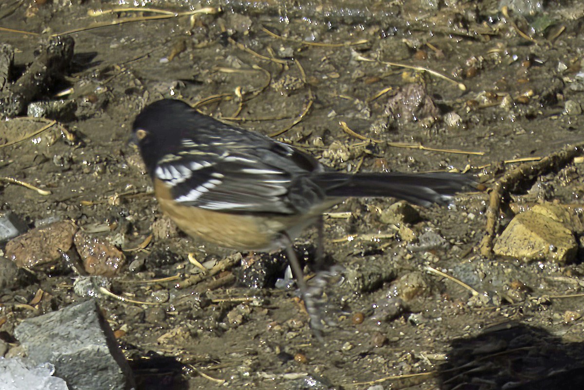Spotted Towhee - ML619721304