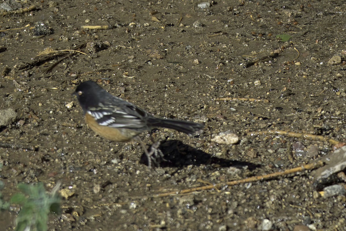 Spotted Towhee - ML619721305