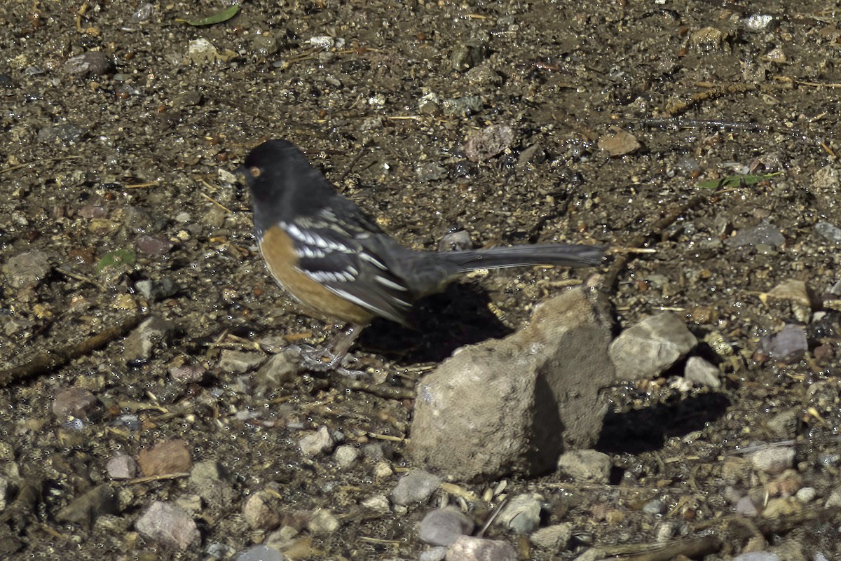 Spotted Towhee - ML619721306