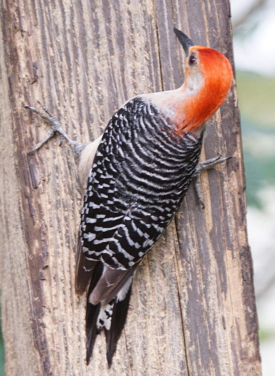 Red-bellied Woodpecker - ML619721307