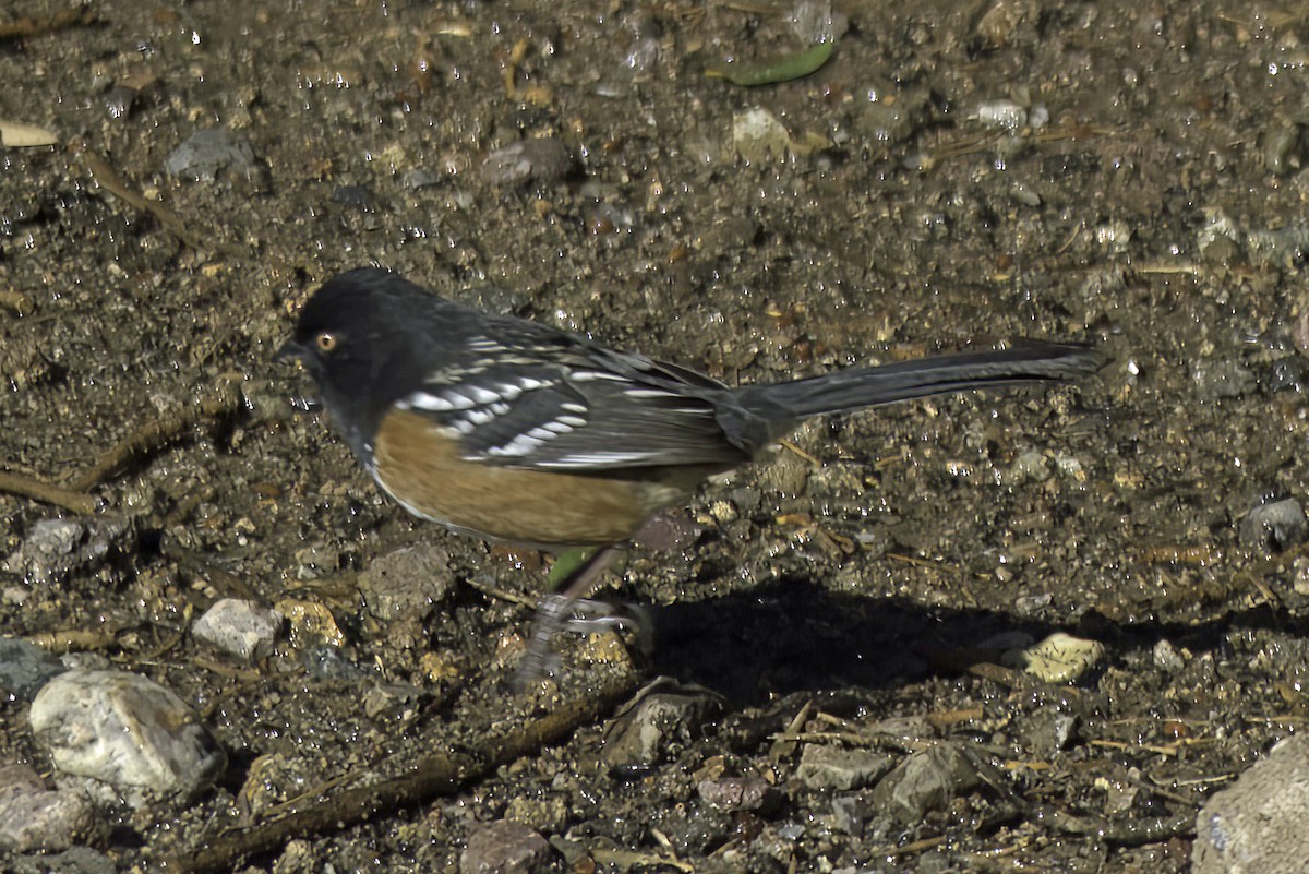Spotted Towhee - ML619721309