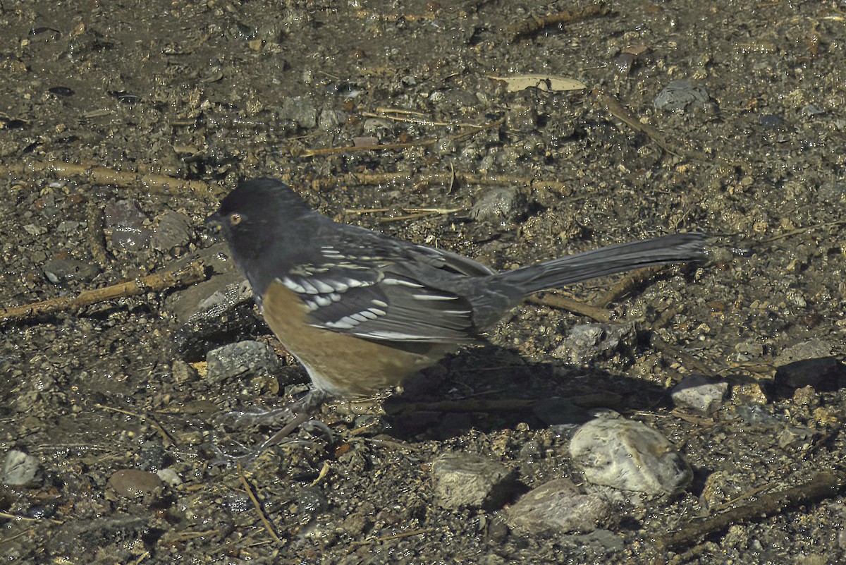 Spotted Towhee - ML619721311