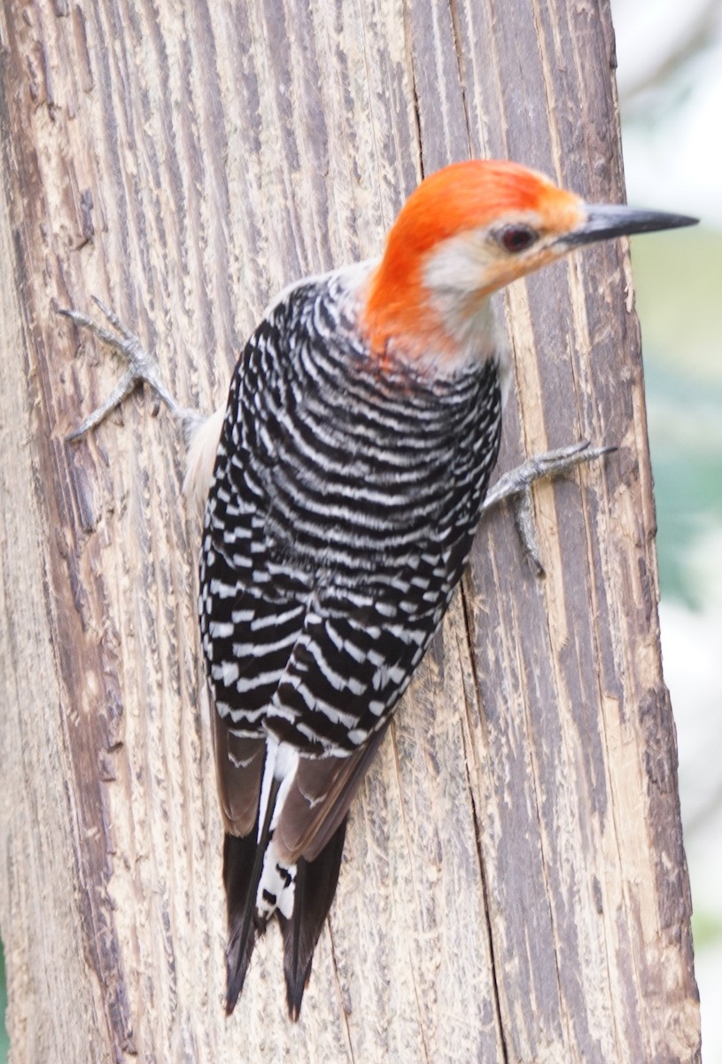 Red-bellied Woodpecker - ML619721321