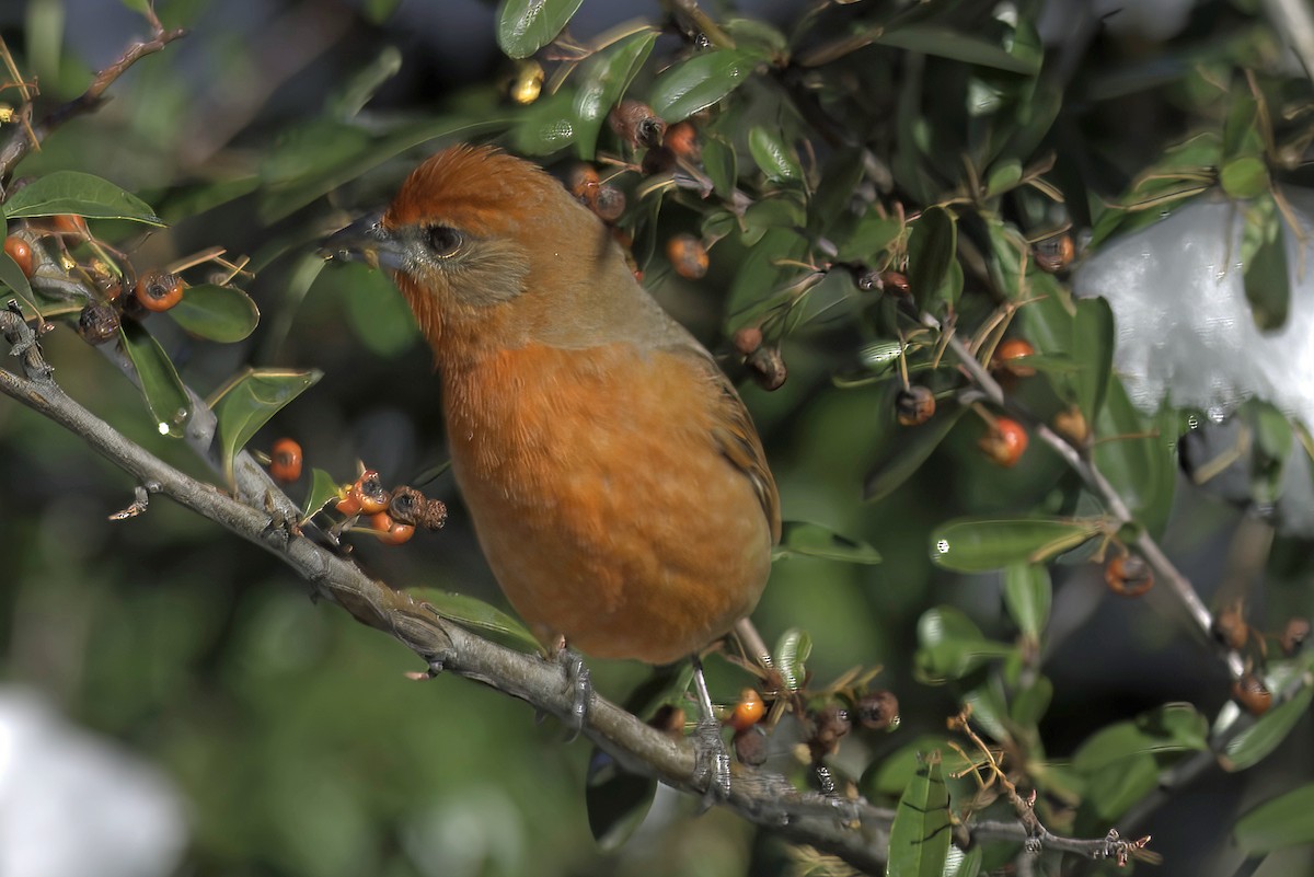 Hepatic Tanager - ML619721354