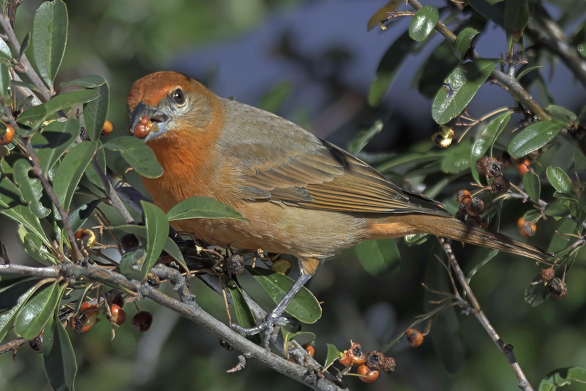 Hepatic Tanager - ML619721361