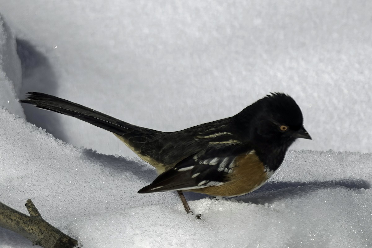 Spotted Towhee - ML619721397
