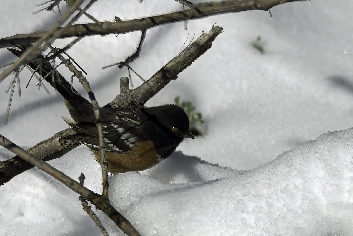 Spotted Towhee - ML619721398