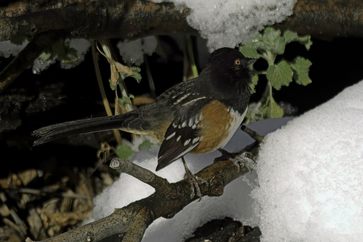 Spotted Towhee - ML619721399