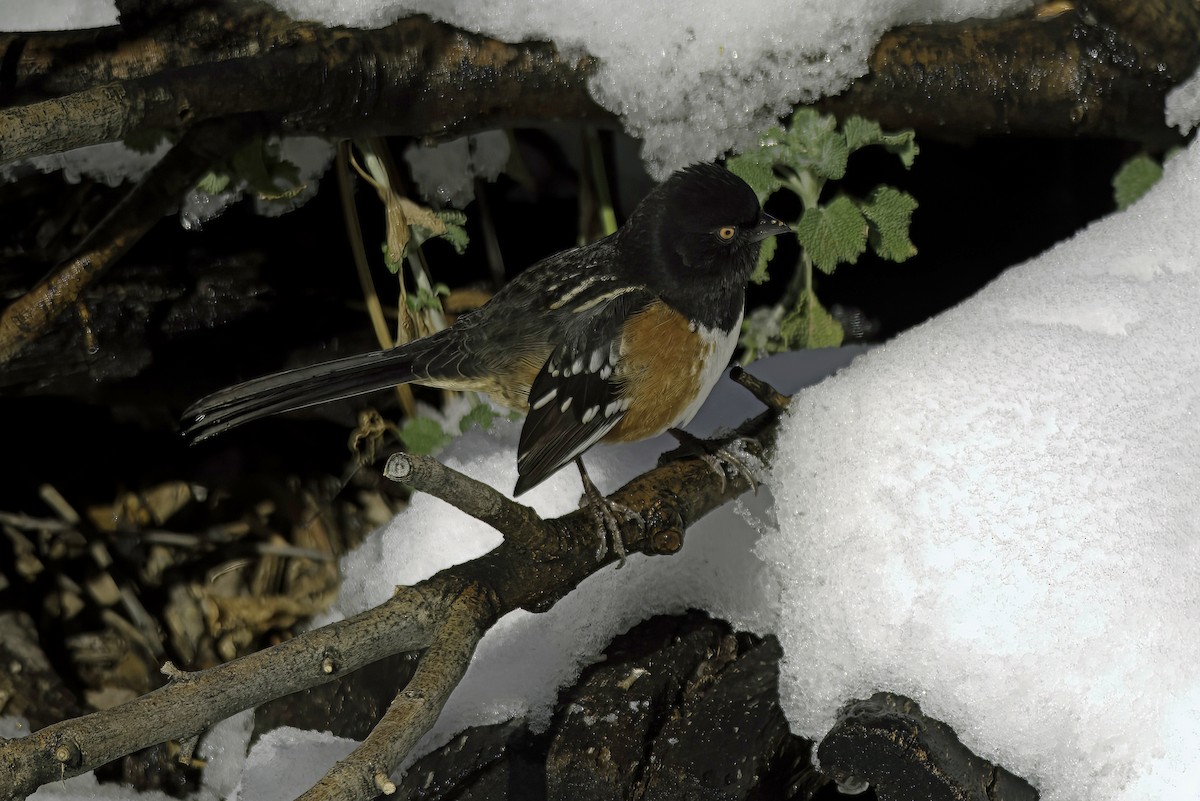 Spotted Towhee - ML619721401
