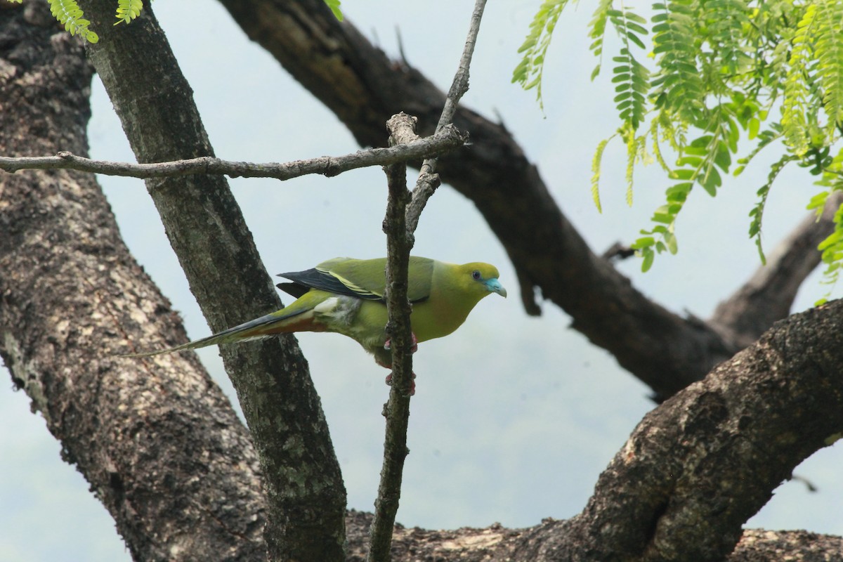 Pin-tailed Green-Pigeon - ML619721415