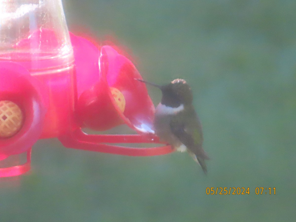 Ruby-throated Hummingbird - ML619721429