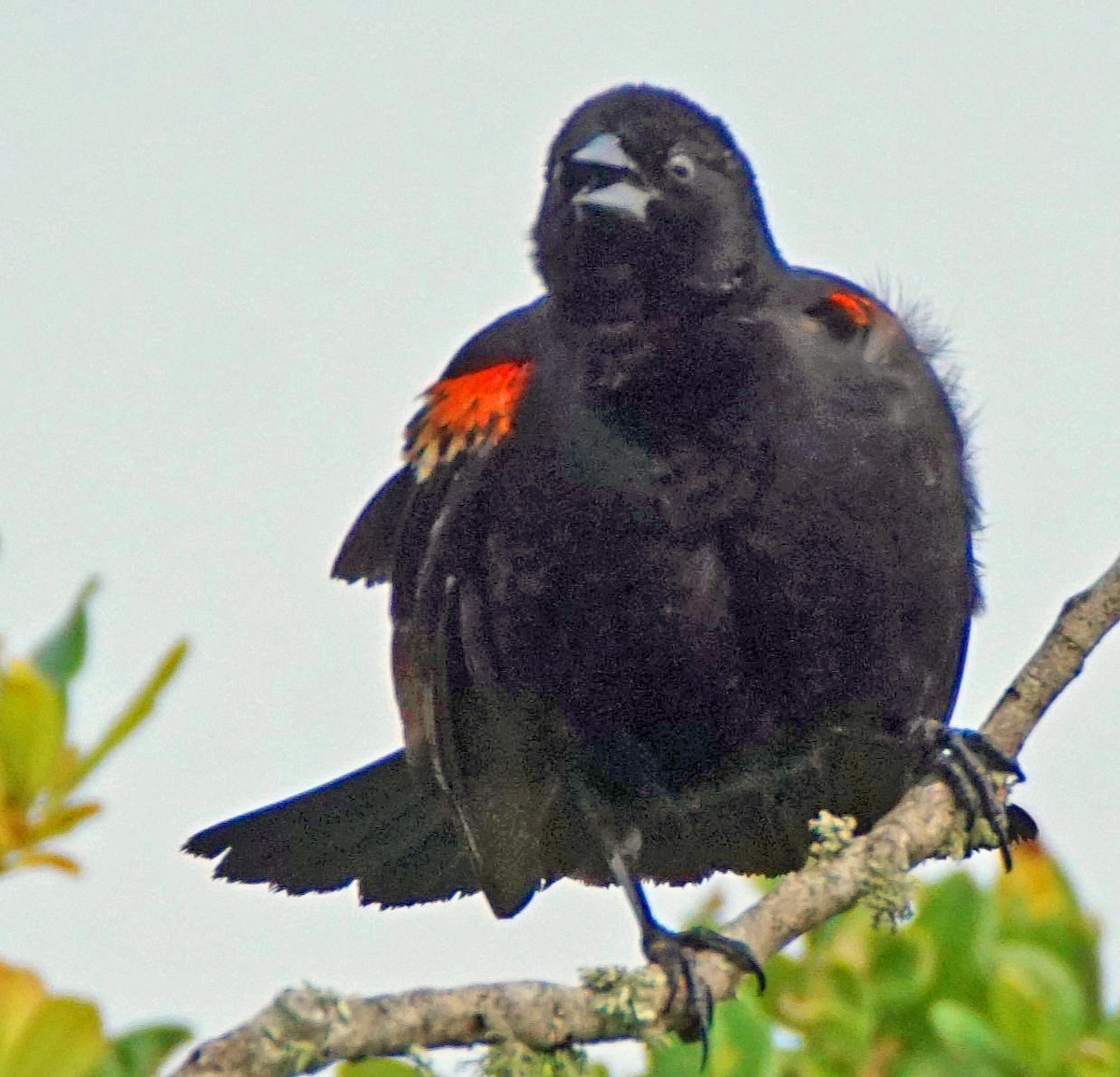 Red-winged Blackbird - ML619721448
