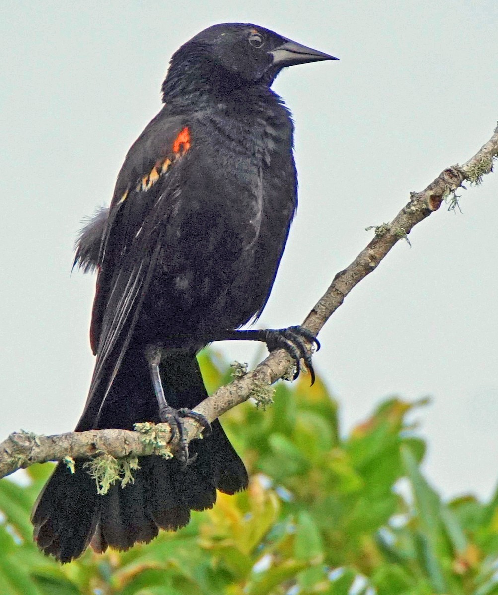 Red-winged Blackbird - ML619721455